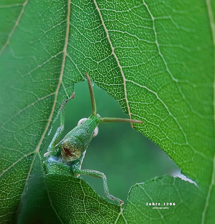 Seeing The Unseen: Stunning Macro Photography Of Nature’s Small Wonders