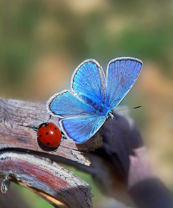 Seeing The Unseen: Stunning Macro Photography Of Nature’s Small Wonders