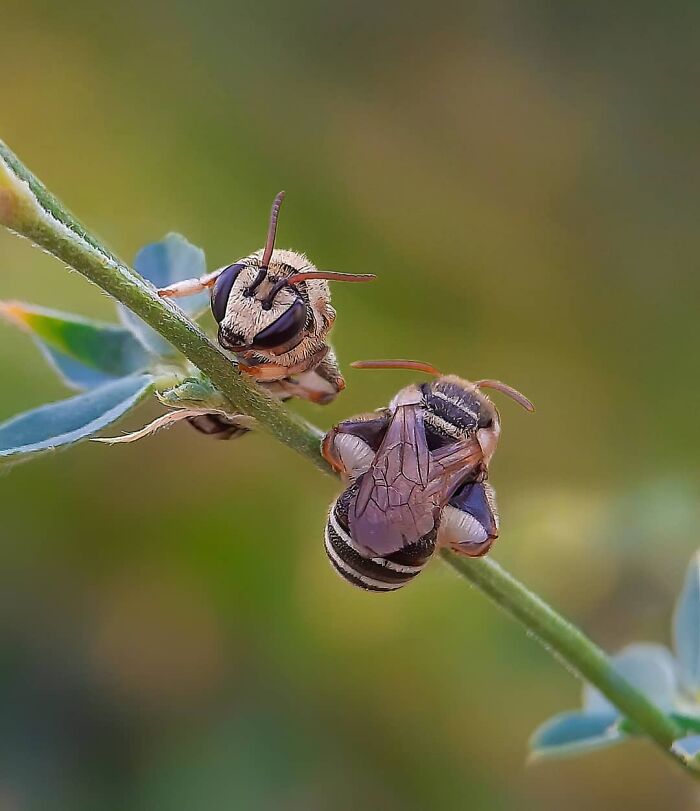 Seeing The Unseen: Stunning Macro Photography Of Nature’s Small Wonders