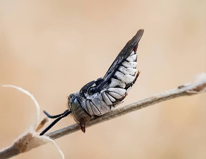 Seeing The Unseen: Stunning Macro Photography Of Nature’s Small Wonders