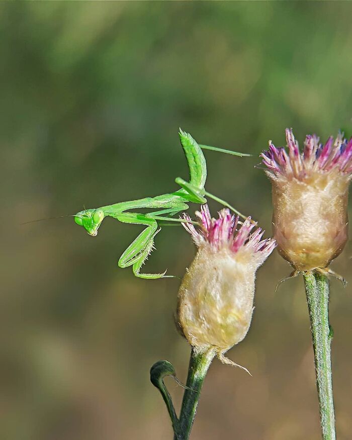 Seeing The Unseen: Stunning Macro Photography Of Nature’s Small Wonders