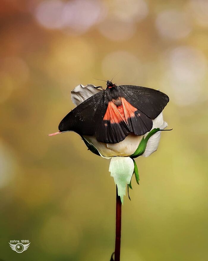 Seeing The Unseen: Stunning Macro Photography Of Nature’s Small Wonders