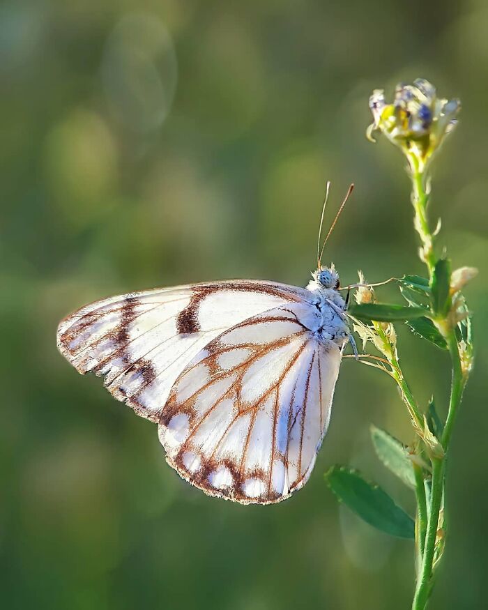 Seeing The Unseen: Stunning Macro Photography Of Nature’s Small Wonders