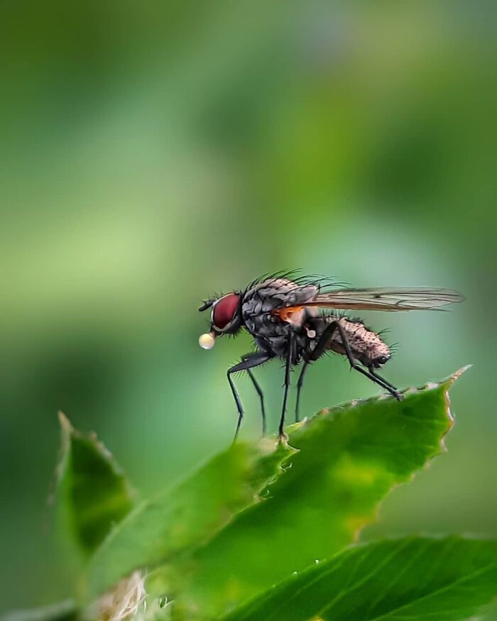 Seeing The Unseen: Stunning Macro Photography Of Nature’s Small Wonders