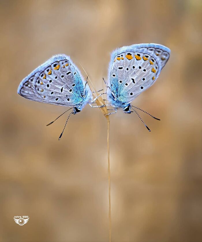 Seeing The Unseen: Stunning Macro Photography Of Nature’s Small Wonders