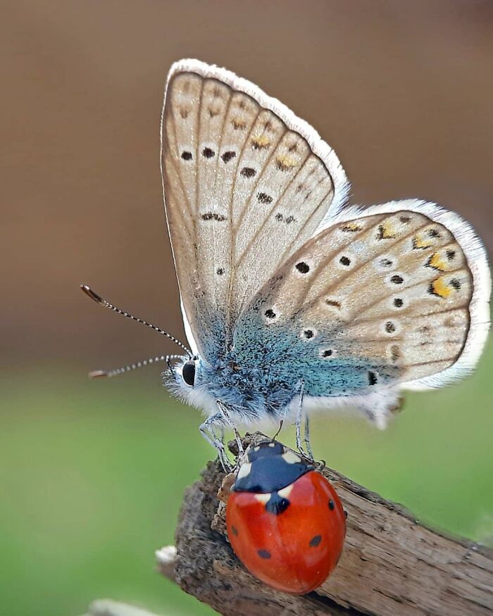 Seeing The Unseen: Stunning Macro Photography Of Nature’s Small Wonders