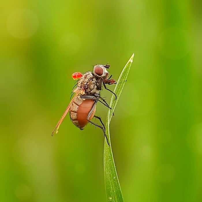 Seeing The Unseen: Stunning Macro Photography Of Nature’s Small Wonders