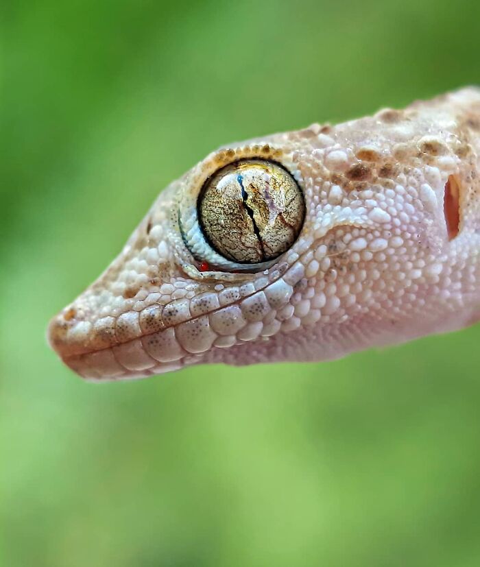 Seeing The Unseen: Stunning Macro Photography Of Nature’s Small Wonders