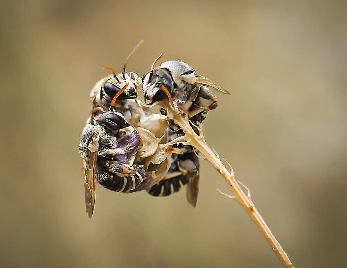 Seeing The Unseen: Stunning Macro Photography Of Nature’s Small Wonders