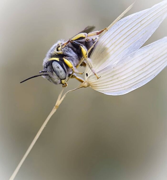 Seeing The Unseen: Stunning Macro Photography Of Nature’s Small Wonders