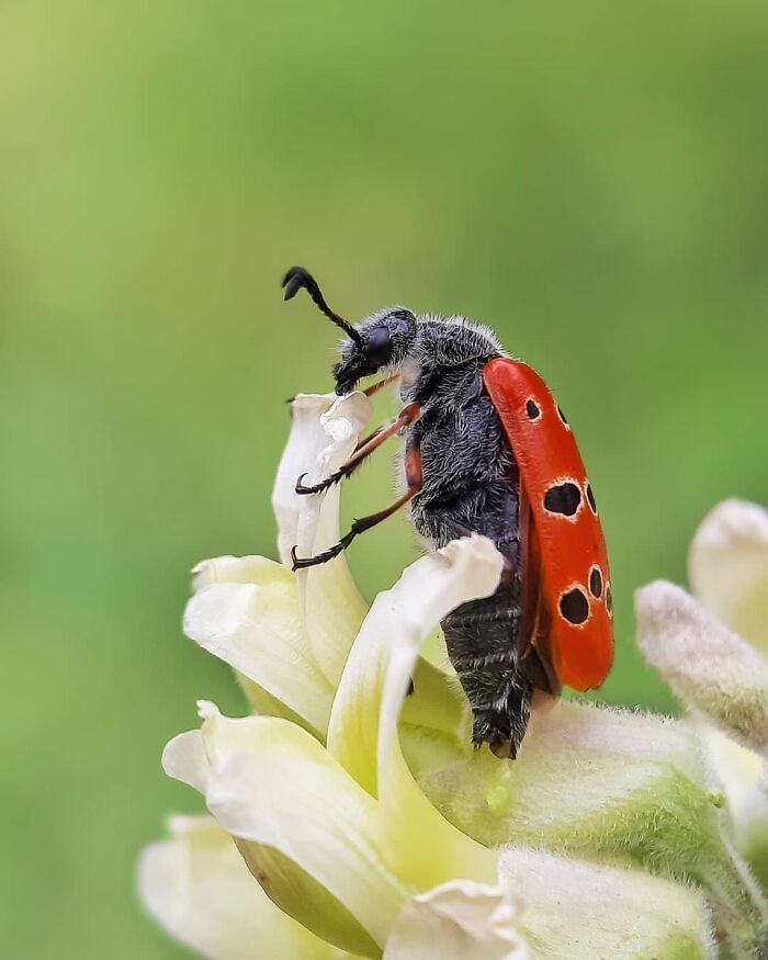 Seeing The Unseen: Stunning Macro Photography Of Nature’s Small Wonders