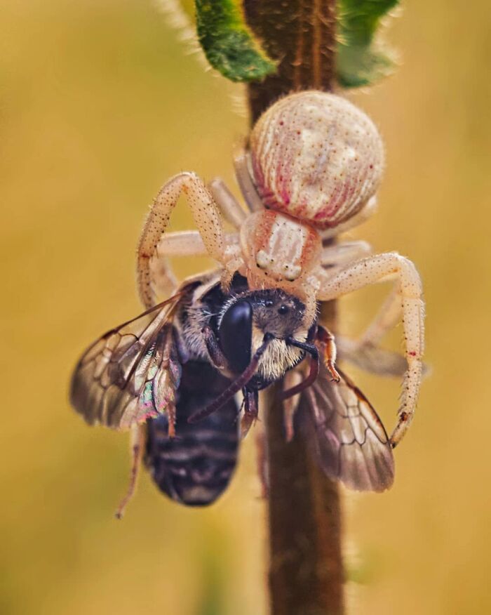 Seeing The Unseen: Stunning Macro Photography Of Nature’s Small Wonders