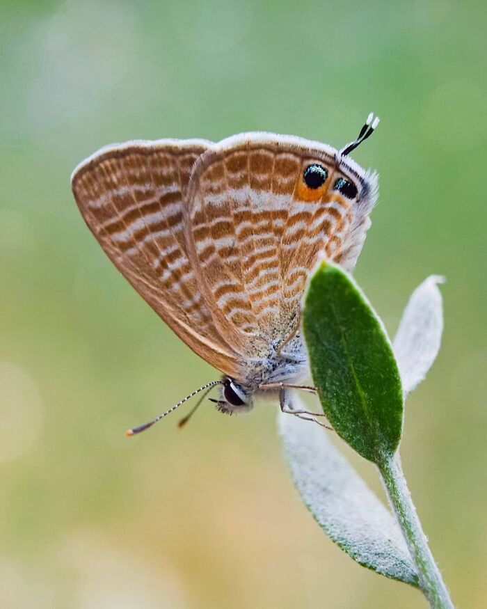 Seeing The Unseen: Stunning Macro Photography Of Nature’s Small Wonders