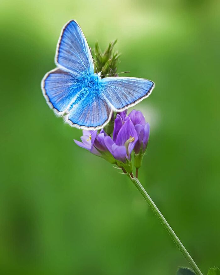 Seeing The Unseen: Stunning Macro Photography Of Nature’s Small Wonders