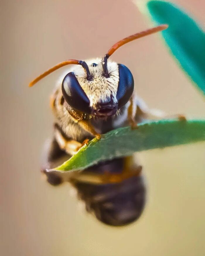 Seeing The Unseen: Stunning Macro Photography Of Nature’s Small Wonders