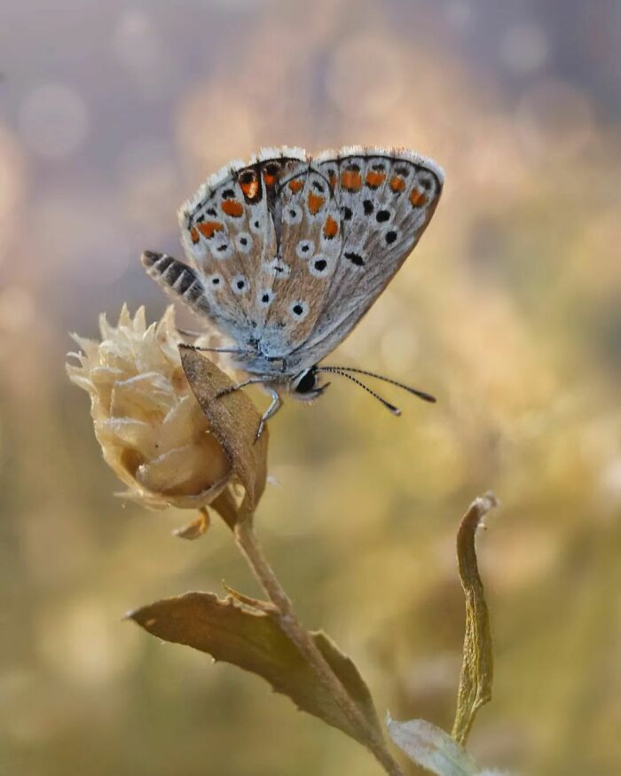 Seeing The Unseen: Stunning Macro Photography Of Nature’s Small Wonders