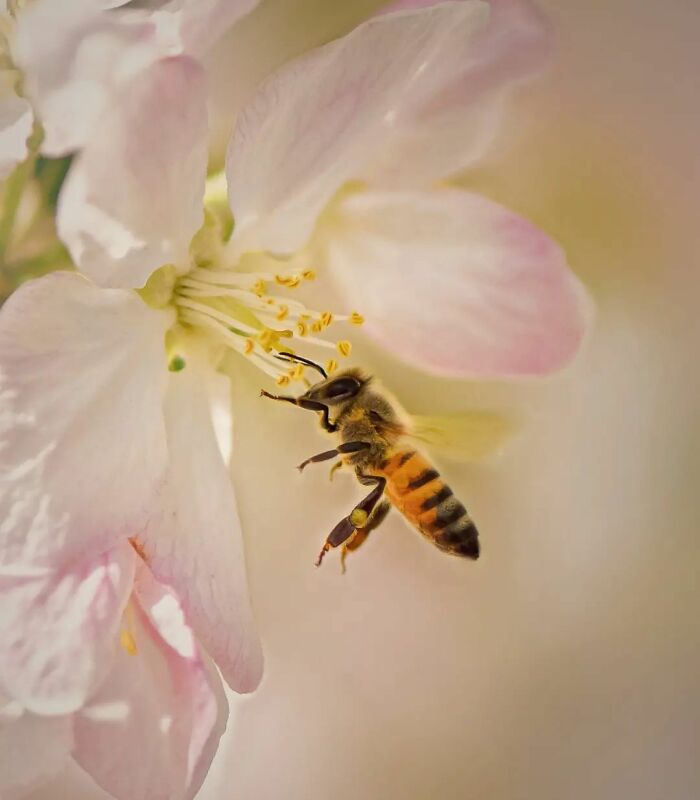 Seeing The Unseen: Stunning Macro Photography Of Nature’s Small Wonders