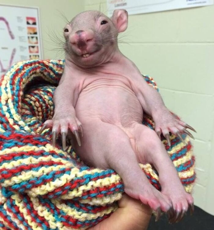 A Baby Wombat