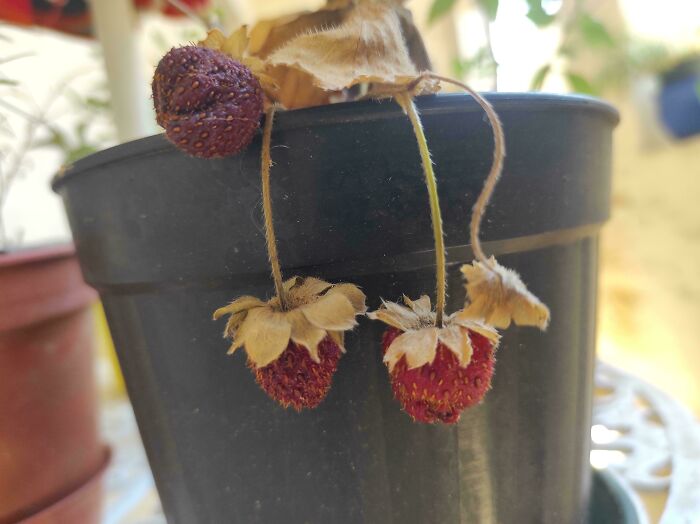 Dried and shriveled strawberries in a pot, a humorous gardening fail without a mighty harvest.