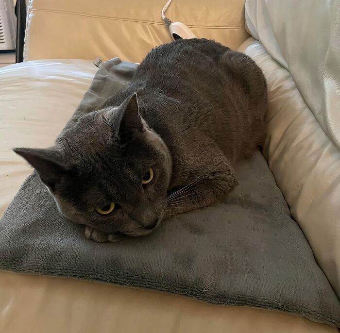 "A heating pad. My last bedroom was cold, so I used it to pre-warm my bed. Well, so far it has been great for back pain and my cats love it." - ImportanceAcademic43