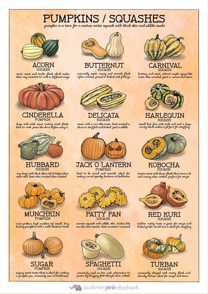 A Cool Guide For Pumpkins/Squash Made By My Girlfriend In Preparation For Halloween, Hope You Enjoy!