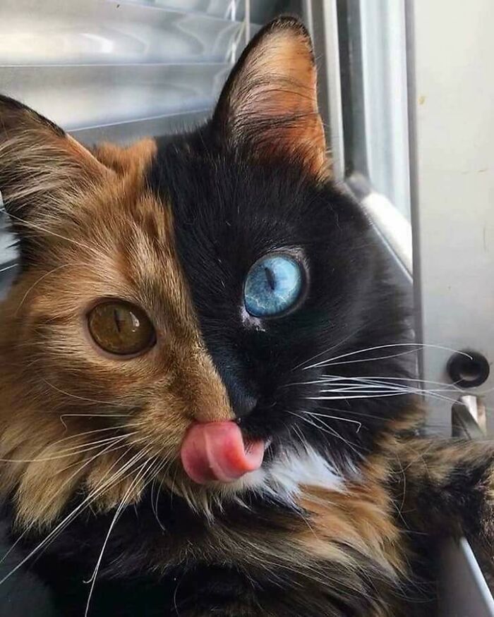 Two-Faced Cat