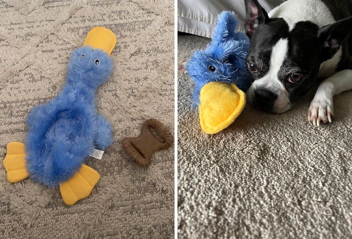 Quack Attack! This Crinkle Dog Toy Is A No-Stuffing, Squeaky Delight For Dogs Of All Sizes