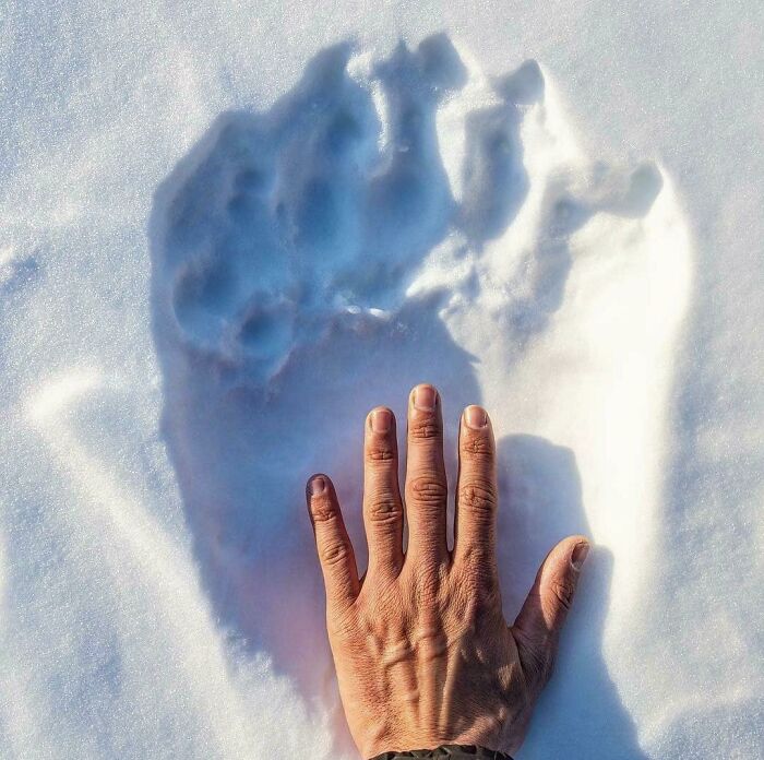 A Polar Bear's Paw Print Compared To A Human Hand