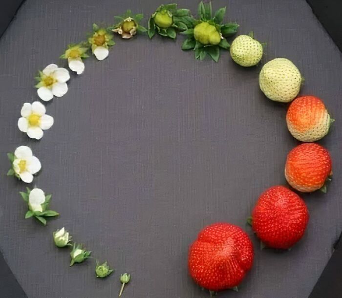 Not Sure If This Counts Because There Aren’t Actually Words, But I Just Think The Life Cycle Of A Strawberry Is Neat 