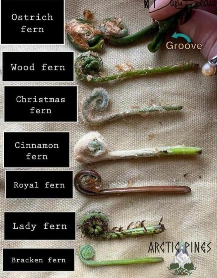 Guide To Types Of Fiddleheads For Cooking