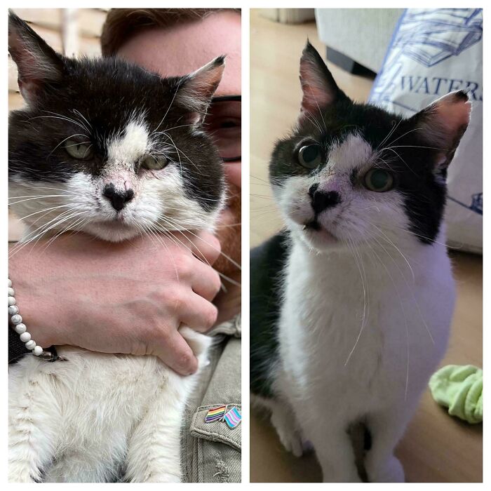 My Adopted Street Cat Before And After Being Neutered At Age 13