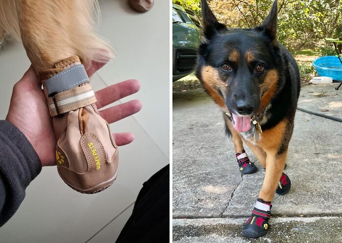 Crack The Code To Happy Paws This Summer: Dog Boots & Paw Protectors For All-Terrain Adventures!