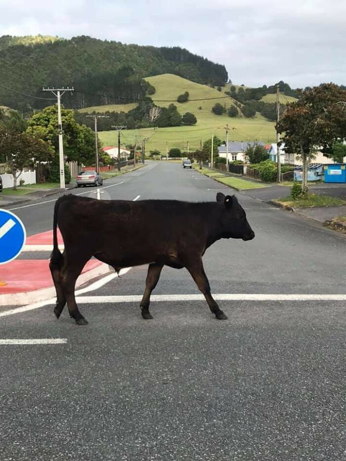 Never Mind Milford Sound And Snow-Capped Mountains. This Is New Zealand