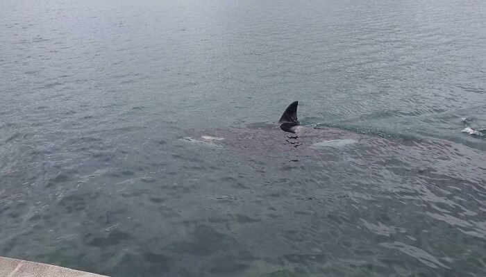 Orcas In Oriental Bay