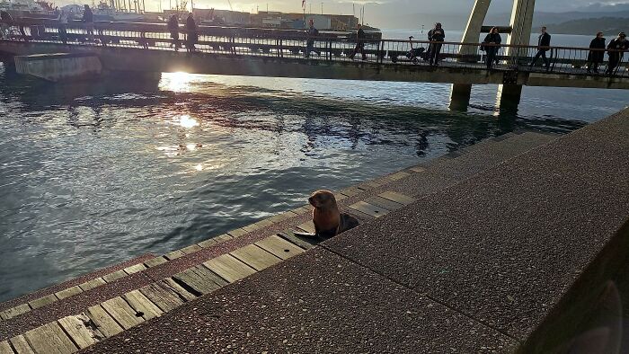 Baby Seal Chilling In The Sun At Queen's Wharf