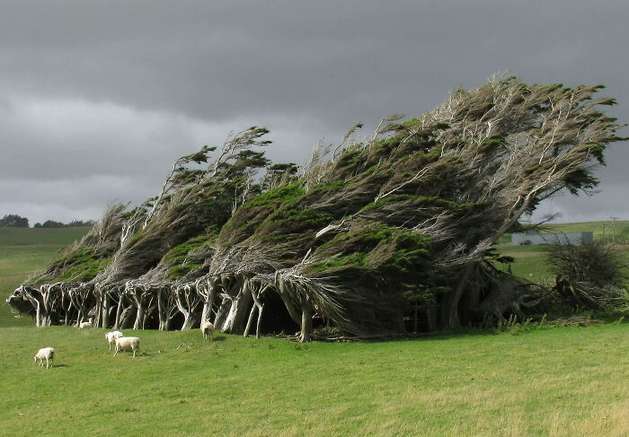 Trees At New Zealand's Southernmost Tip Grow Sideways Because They're Constantly Swept By Antarctic Winds