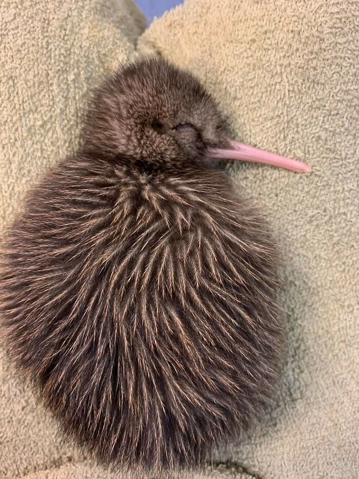 Kiwi de 8 días de edad