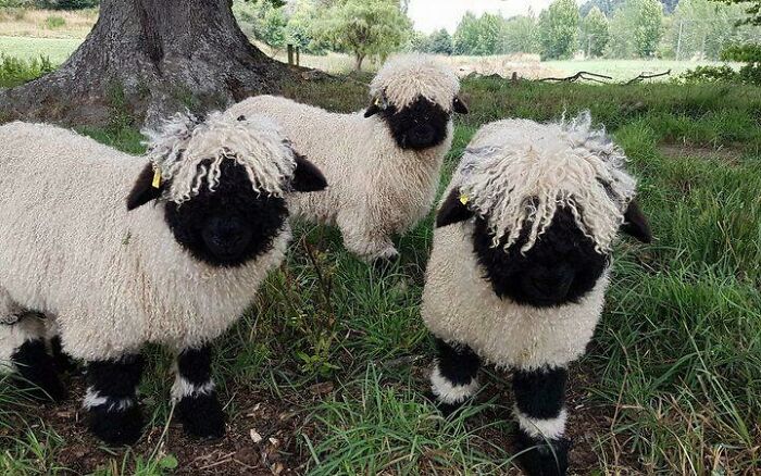 Making Its Breed World Debut In New Zealand, Dubbed “The World's Cutest Sheep”