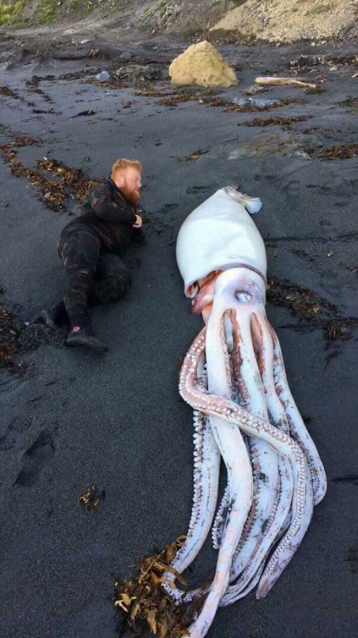 Un calamar gigante aparece en una playa de Nueva Zelanda