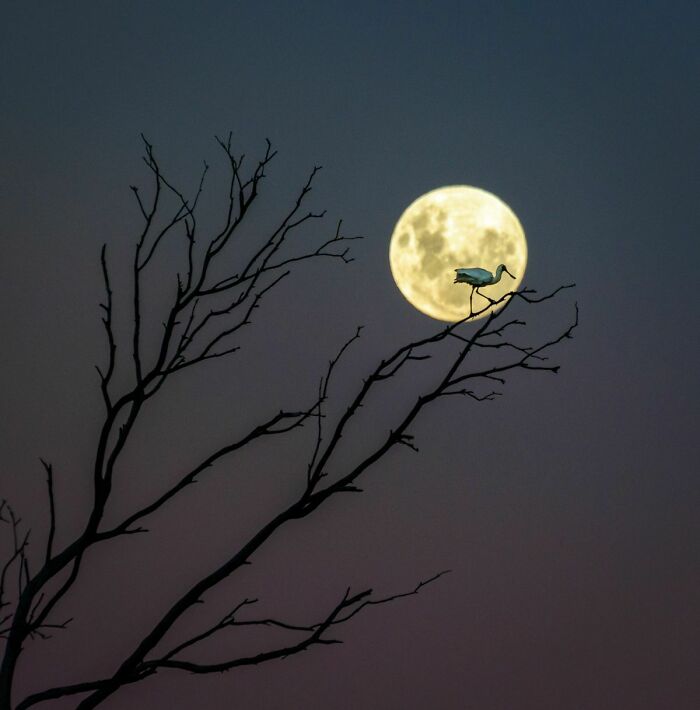 Una espátula real se sienta en lo alto de una rama disfrutando del resplandor de la luna casi llena en Hawke's Bay, Nueva Zelanda... Foto de Andrew Caldwell