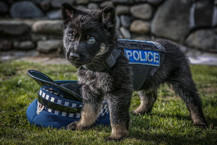 The Newest Recruit Of New Zealand Police