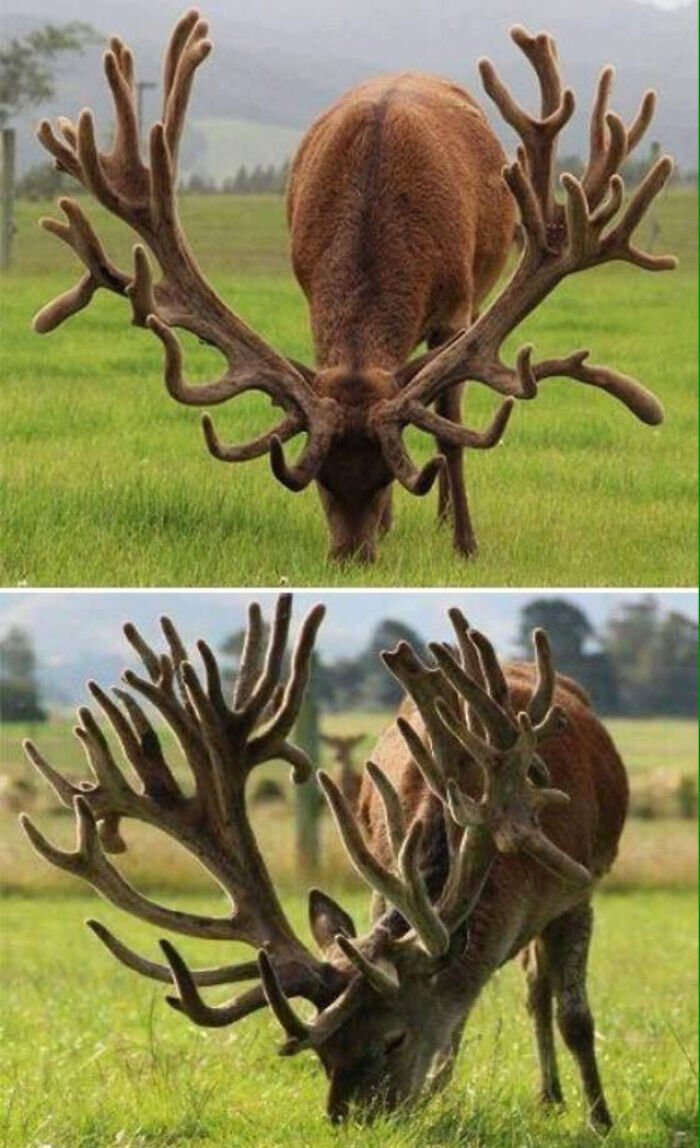 A World Record For A Red Stags Antlers In New Zealand