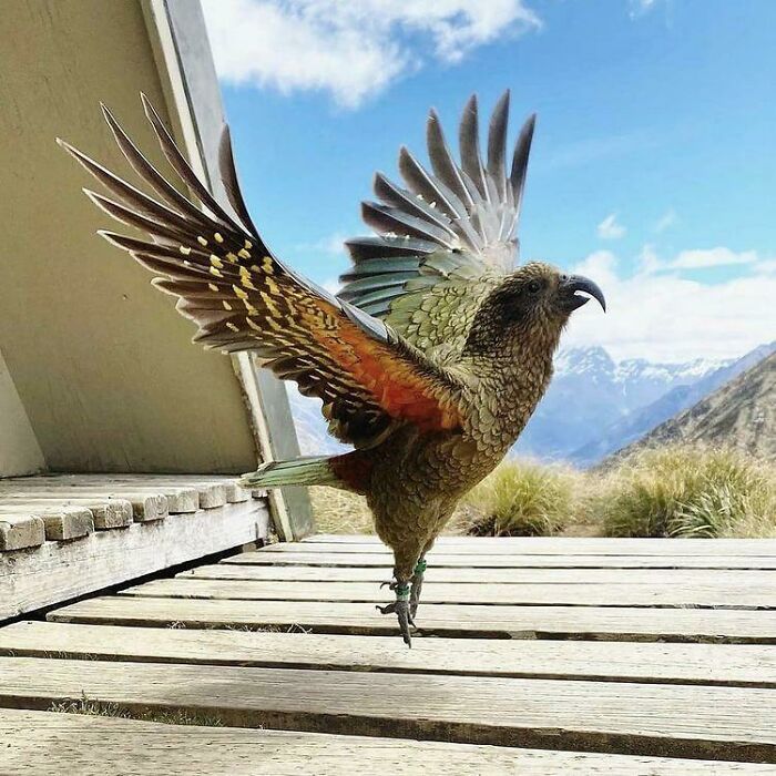 Increíble imagen de un kea neozelandés por la cineasta Madeleine Brennan