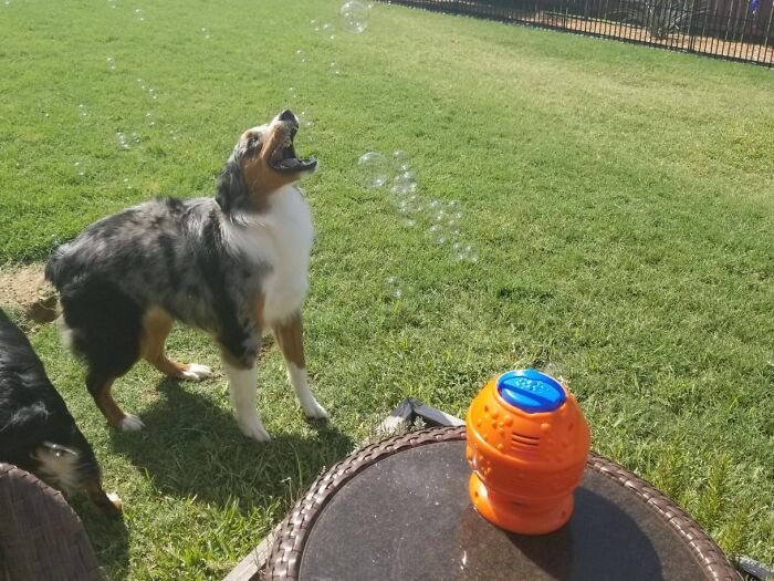 This Bacon Bubble Machine Is The Ultimate Backyard Party Trick, Guaranteed To Have Your Furry Friend Jumping For Joy And Begging For More (Just Be Prepared For Some Serious Drool)