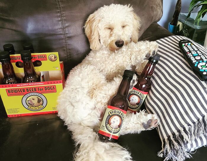  Bowser Beer For Dogs Is The "Paw-Fect" Way To Let Your Furry Friend Join In On The Fun Without The Hangover