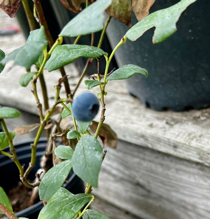 A single blueberry on a small plant, illustrating a gardening attempt with minimal harvest.