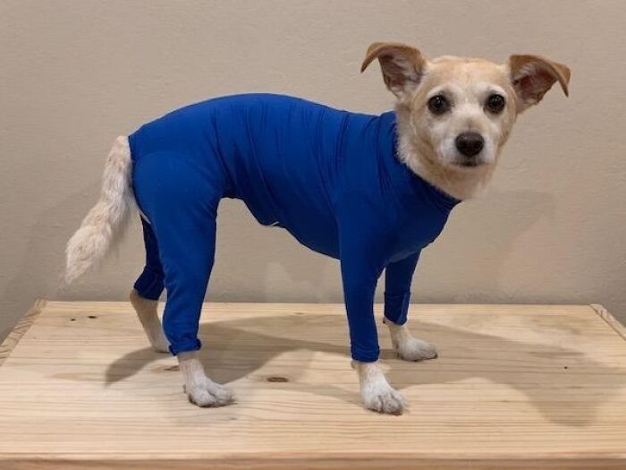 The Shed Defender Onesie Is A Fur-Ocious Force Against Shedding - Your Couch Will Thank You!