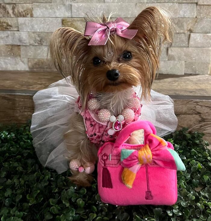 Your Dog's Accessory Game Just Got A Whole Lot Fancier With This Barkin Bag With Scarf - It's The Must-Have For Any Fashion-Forward Pup