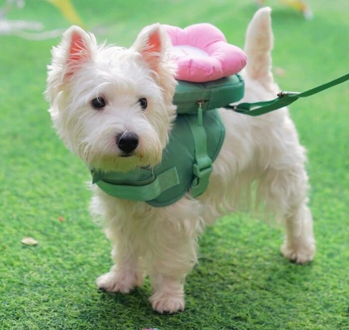 Your Dog's Walks Just Got A Whole Lot More Instagrammable With This Eye-Catching Flora Dog Harness