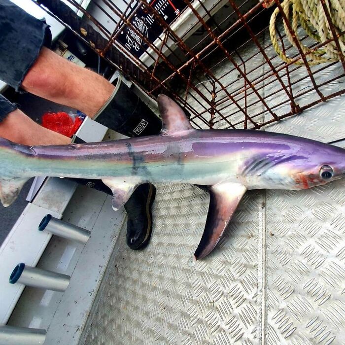 El color de este tiburón que mi compañero capturó frente a la costa de Nueva Zelanda. Fue liberado después